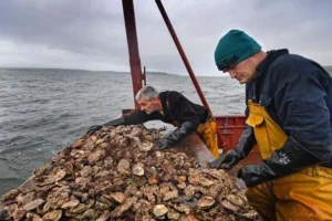 oyster-in-the-sea